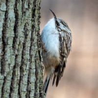Brown Creeper